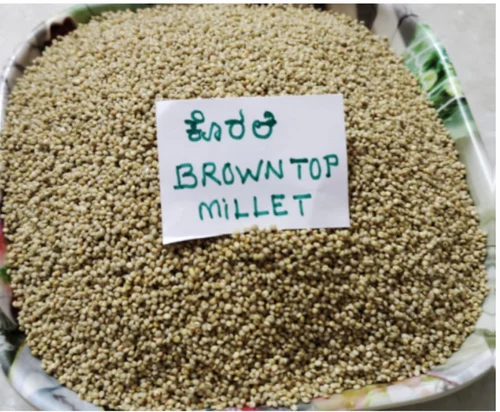 Brown Top Millet, 25 Kg