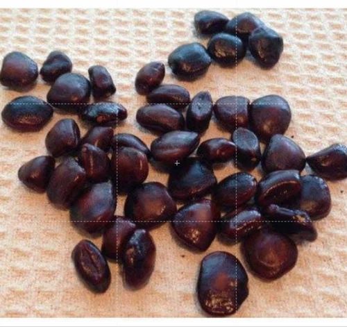 Nuetral Label Tamarind Seed, Packaging Type: PP Bag