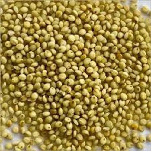 Browntop Millet Seeds, For Human Consumption