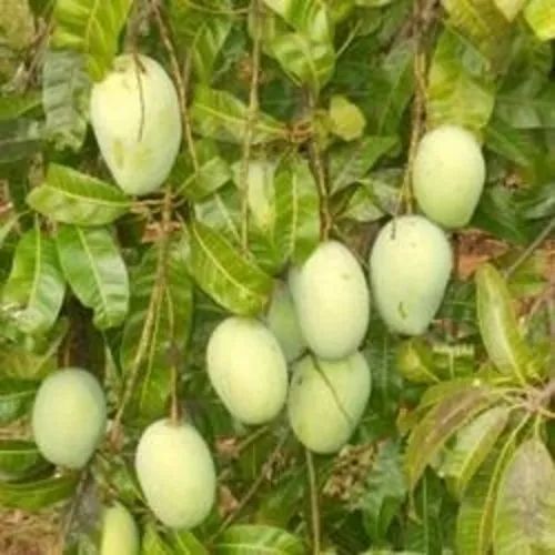 Organic Alphonso Mango