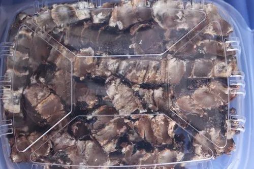 Organic Tamarindus Indica Tamarind, Slab, Seedless