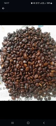 Tamarind Seed Kernal