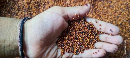 Organic Ragi Millets, Packaging Size: 50 kg Bags