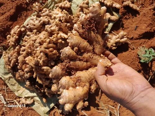 Fresh Organic Ginger