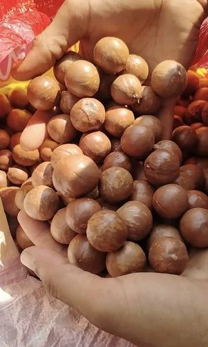 Macadamia Nuts seeds