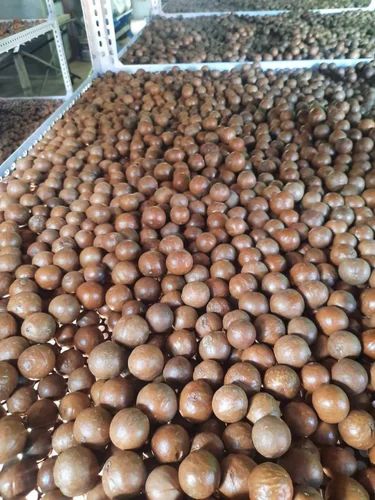 Tetrafalia Macadamia Nut Seed