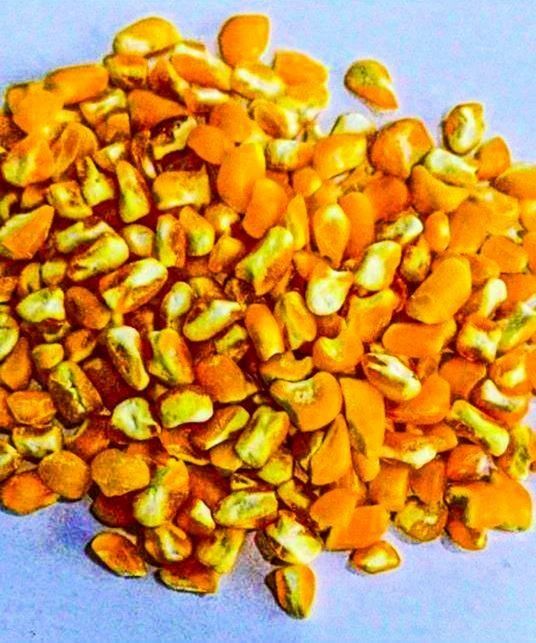 Maize Bran