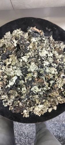 Dried Black Stone Flower, A Grade, Packaging Size: 21 kg Pp Bag