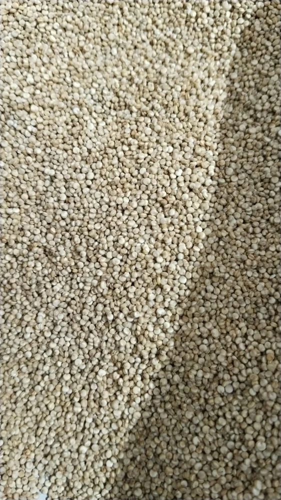 Quinoa Seeds
