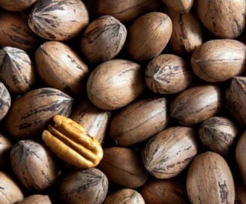 Pecan nut in shell, Packaging Size: 1 KG