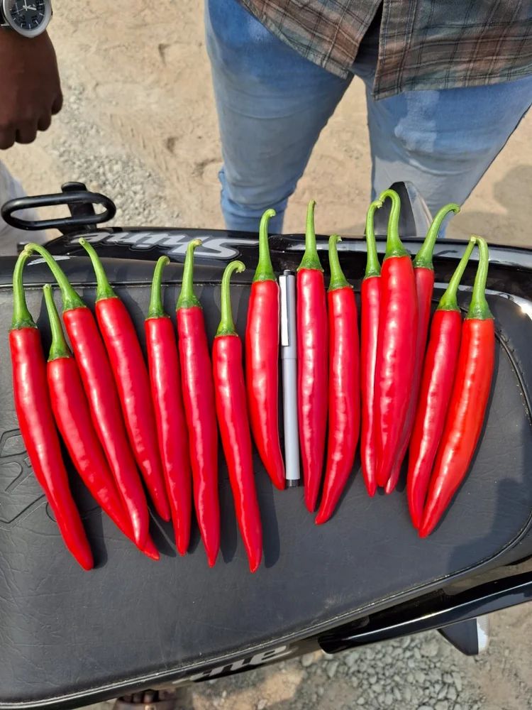 Fresh Red Paprika