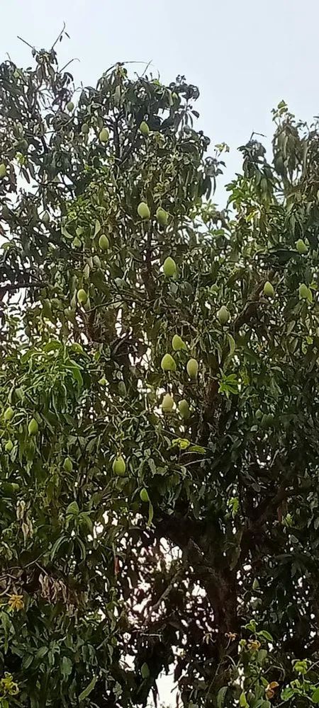 Totapuri Mango