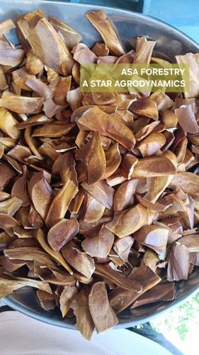 1 Kg African Mahogany Seeds