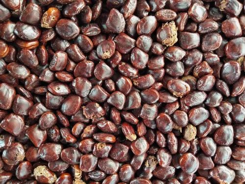 Loose Whole Brown Germination Tamarind Seeds