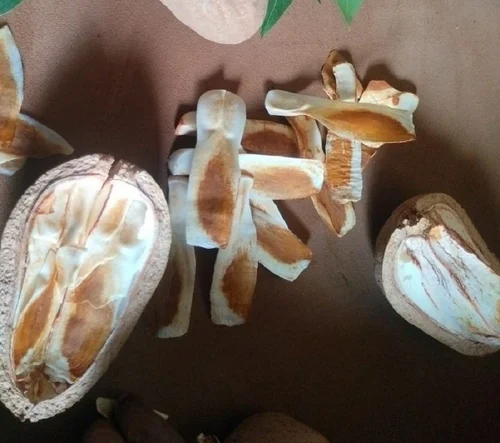 Swietenia Mahogany Sky Fruit Seeds