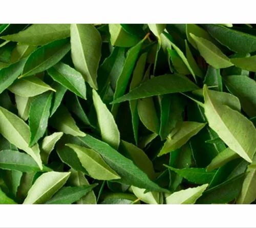 Fresh Curry Leaves
