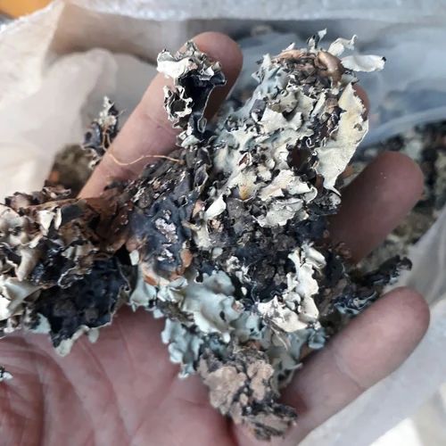 Black Stone Flower, Packaging Size: 10 Kg