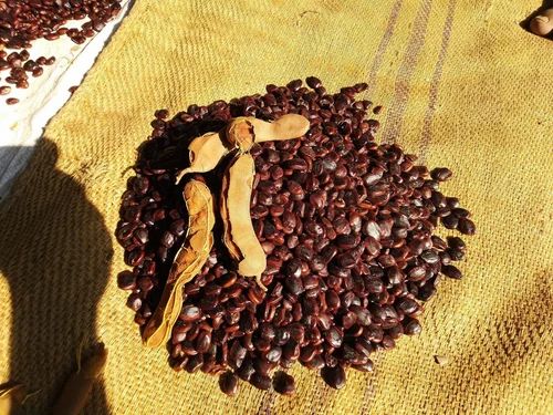 Tamarind Seeds, Tamarind Seeds for farming, Tamarind Seeds for Planting