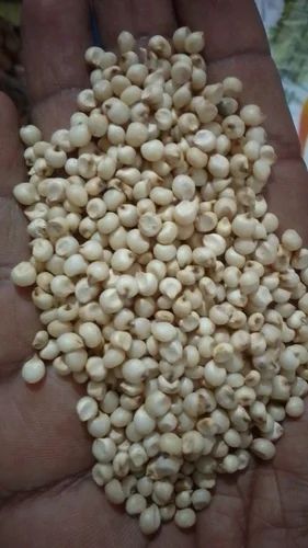 White Jowar Sorghum, Organic
