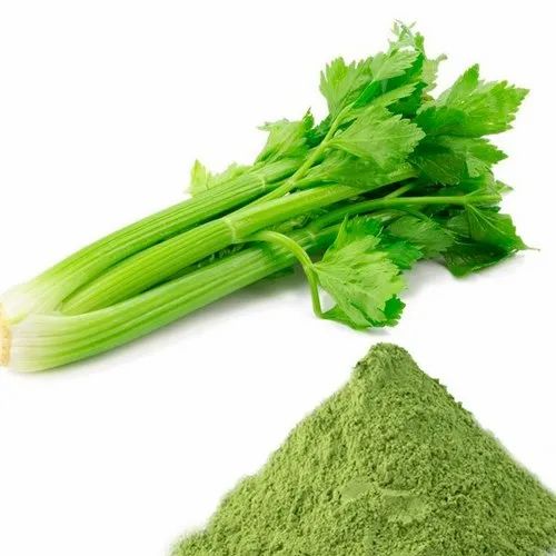 A Grade Green Celery Apium Graveolens Extract, Packaging Type: Plastic Bag, Packaging Size: 5 Kg