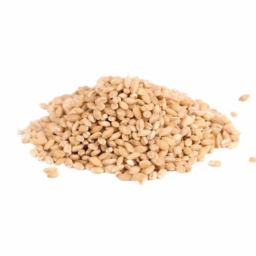Pearl Barley Grains