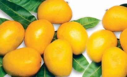 Fresh Mango