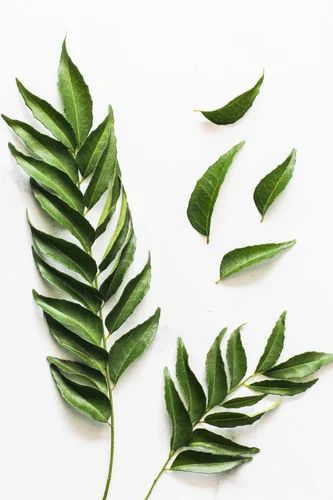 Fresh Curry Leaves, A Grade