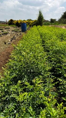 Kadi Patta Plants, A Grade