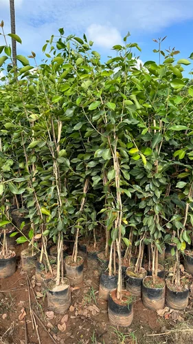 Badolia Jamun