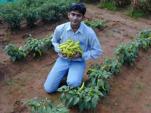 SAKURA SEED Yellow Sweet Pepper Seeds- H.Y.W.Hot, Packaging Type: Pouch, Packaging Size: 50g