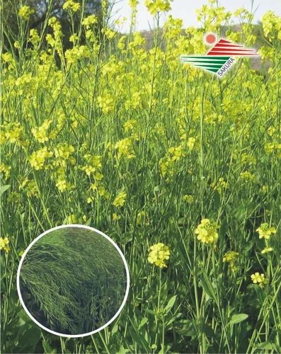 Mustard Seeds