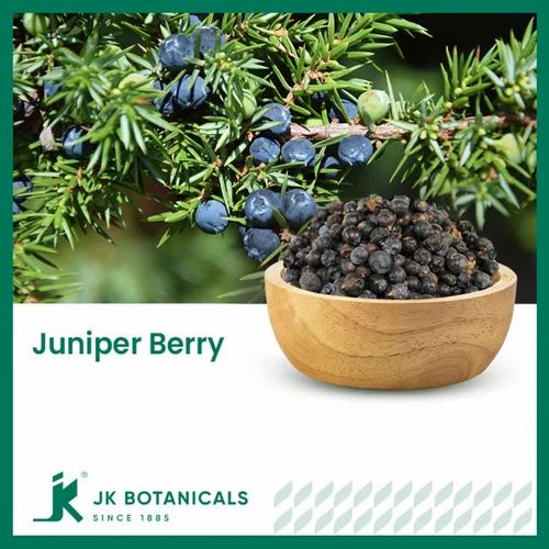 Juniper Berries / Juniperus Communis / Hauber