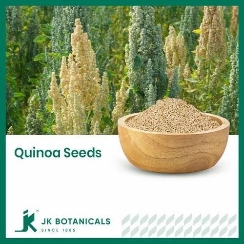 Quinoa Seeds(Chenopodium Quinoa) White Bold Seeds