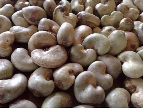 W240 Natural Raw Cashew Nuts