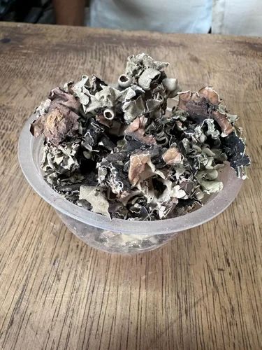 Dried Black Stone Flower, A Grade