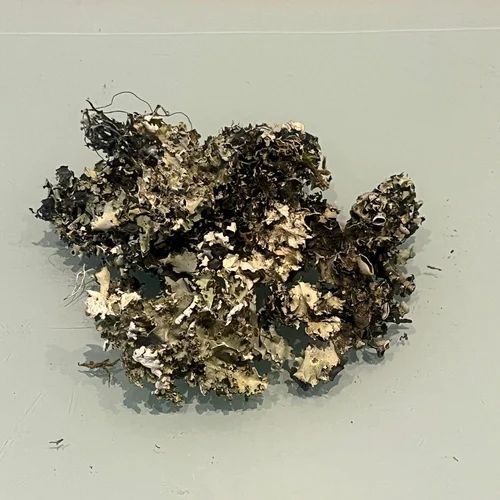 Kalpasi Black Stone Flower, A Grade