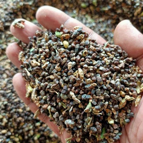 Dried Cardamom Seeds, Loose, Packaging Size: 50 kg