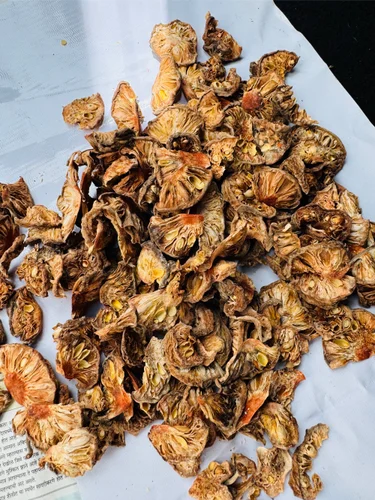 Kokum White Garcinia Dried (Sun-Dried) - Premium Grade
