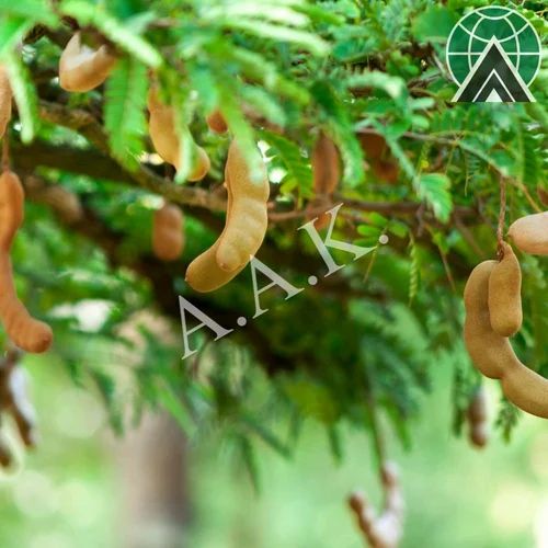Old Crop Sheban Tamarind Demirhindi, With Seed, Desi