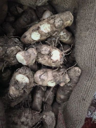 Kachur White Turmeric Curcuma Zedoaria, Fresh (Raw)