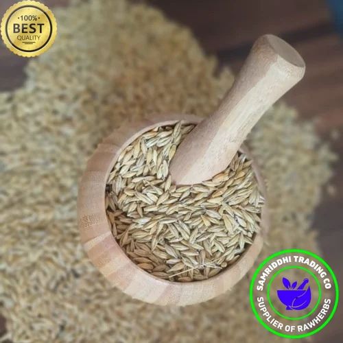 Jayherbs Seeds Barley Jau Barley Raw Herbs Hordeum Vulgare Dried Jadi Booti, High in Protein
