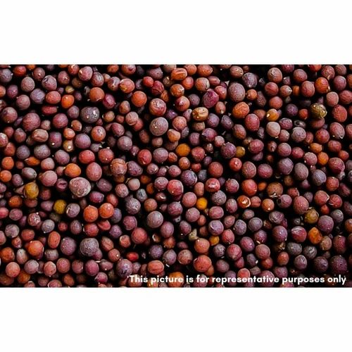 Brown Mustard Seeds, Packaging Size: Loose