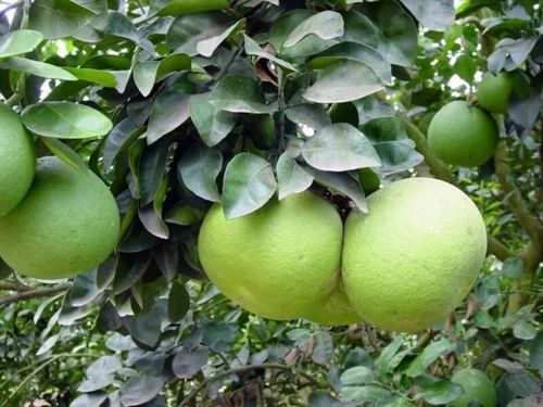 Orange A Grade Pomelo Citrus maxima Fruit plant, Packaging Type: Carton