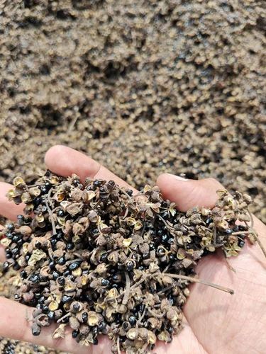 Natural Sichuan Pepper / Indian Sichuan Pepper / Tirphal Pepper Supplier / Bulk Spice