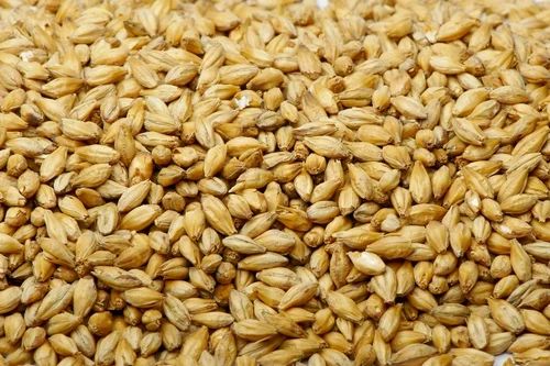 Organic Barley Grain