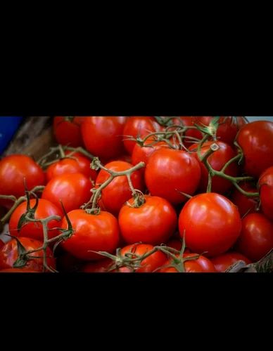 Fresh Organic Tomato