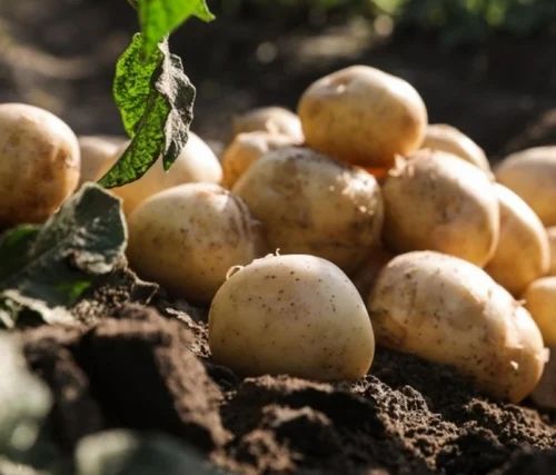 Organic Fresh Potato