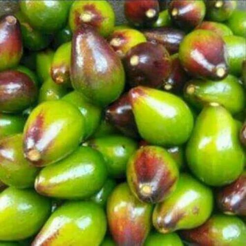 Avocado Organic Fruit