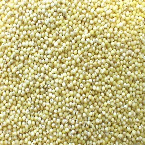 Organic Foxtail Millet