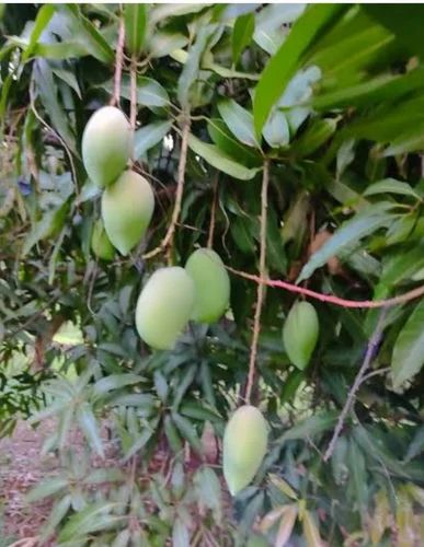 Organic Raw Mango